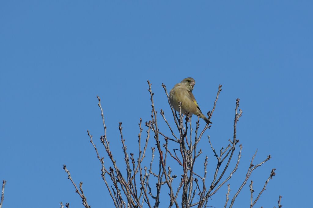 カワラヒワ　　　DSC_3702