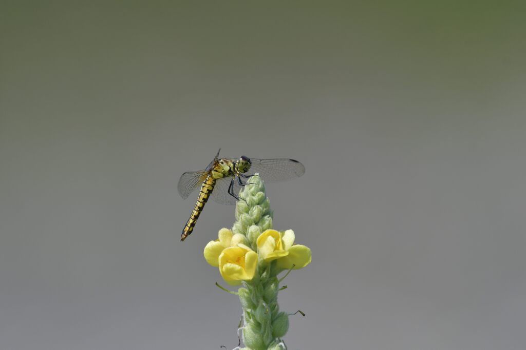 野の花にハラビロトンボ　　DSC_5670