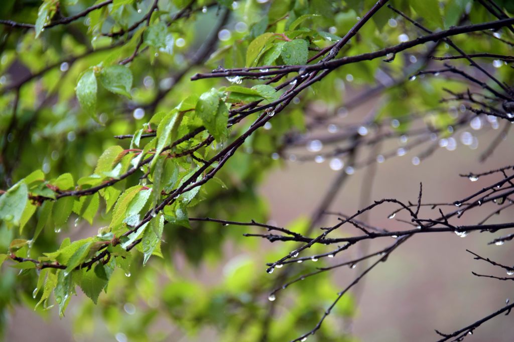 雫　DSC_1812