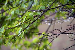雫　DSC_1812