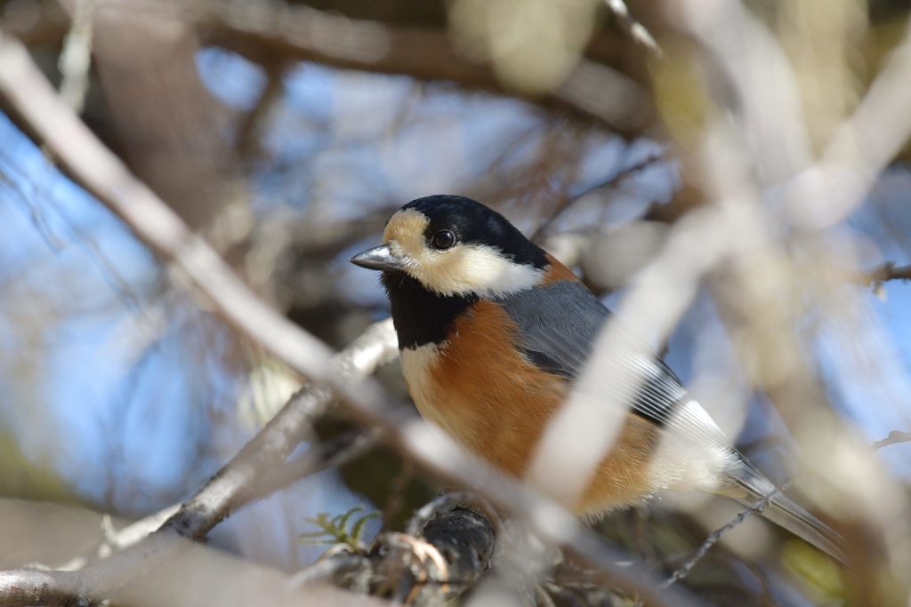 枝被りのポーズ　DSC_5710