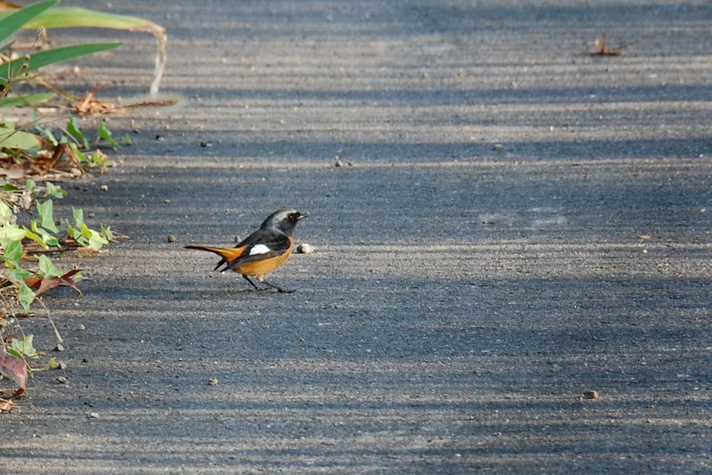 初めまして、ジョウビタキくん　　　DSC_4604
