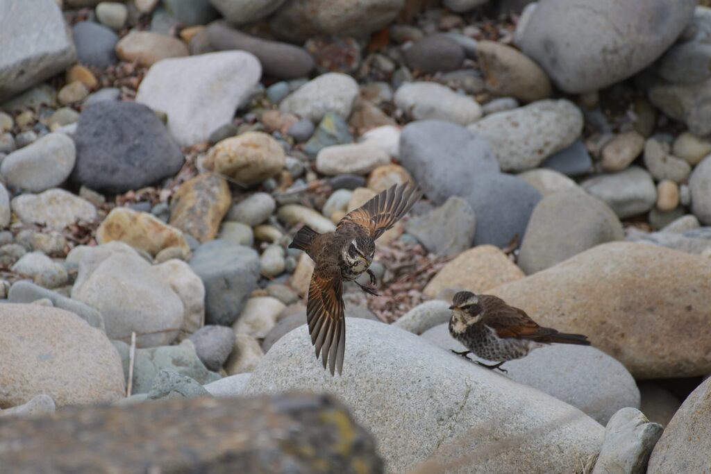 先に行くよ！　　DSC_8532