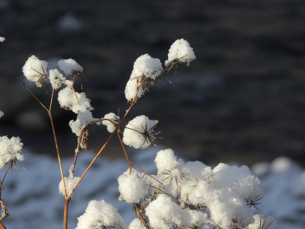 雪の華満開　DSCN2065