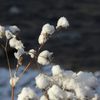 雪の華満開　DSCN2065