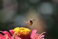 花と蜜蜂　　DSC_0074