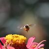 花と蜜蜂　　DSC_0074