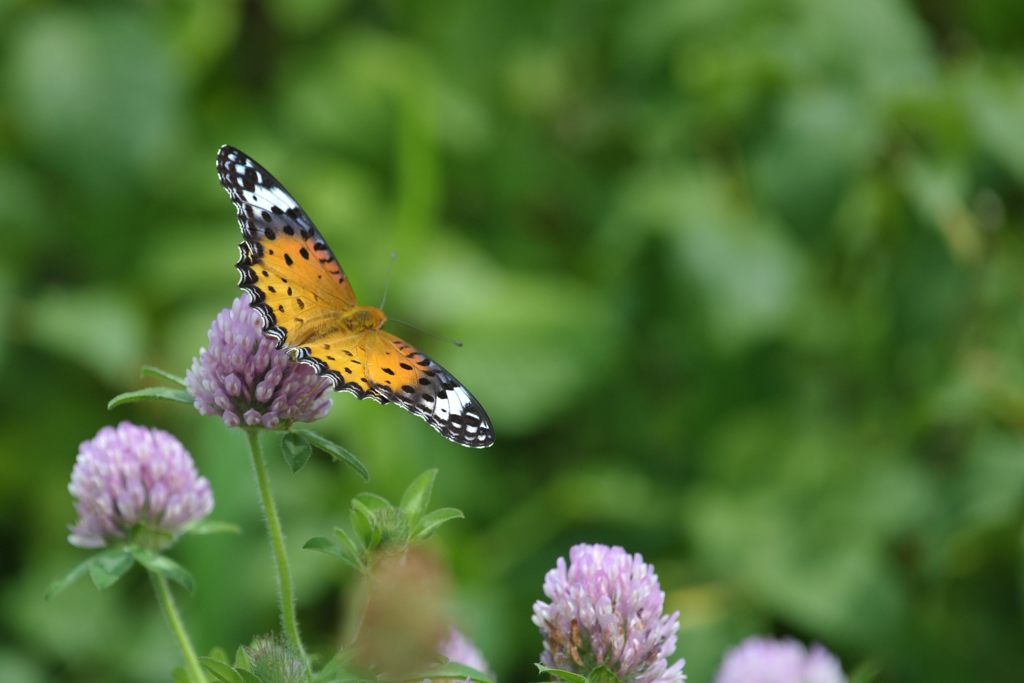 甘い・・・　DSC_4612