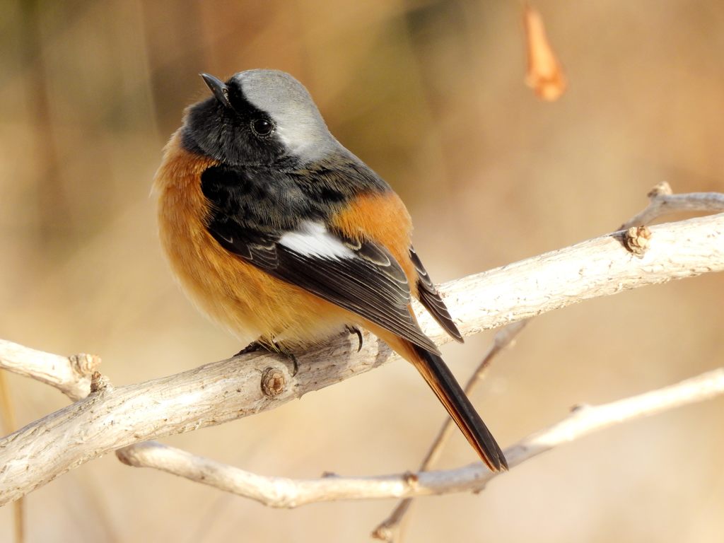 ハイ、ポーズ！　DSCN2477