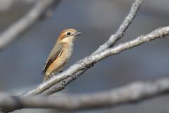 モズ　　DSC_7237