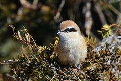 微笑み　DSC_5088