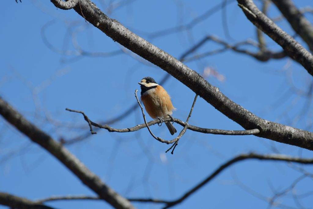 もう少し撮ってもいいよ　DSC_5572