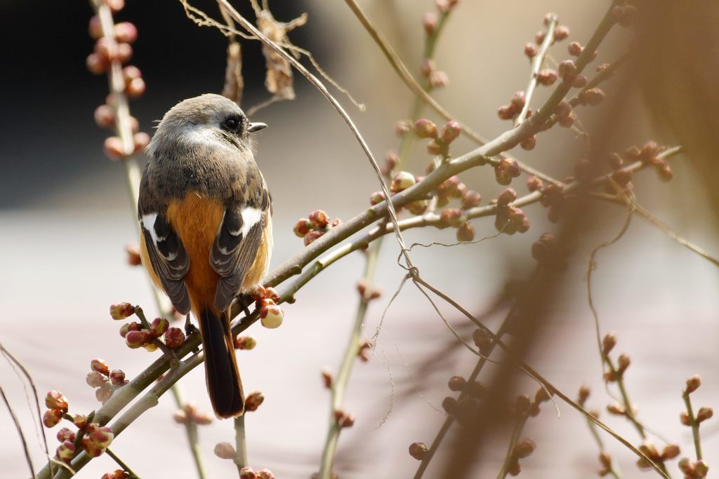 咲いていて欲しかったな・・・　DSC_7558