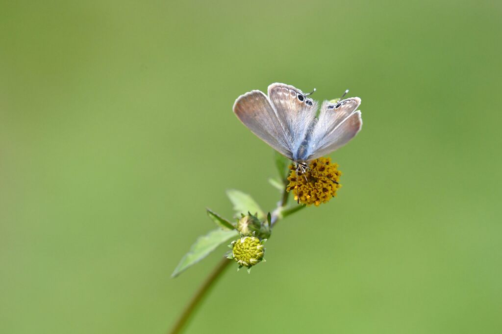 野の花にウラナミシジミ　　　DSC_3589