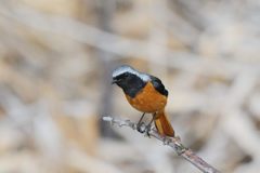 撮れましたか？　　DSC_9211