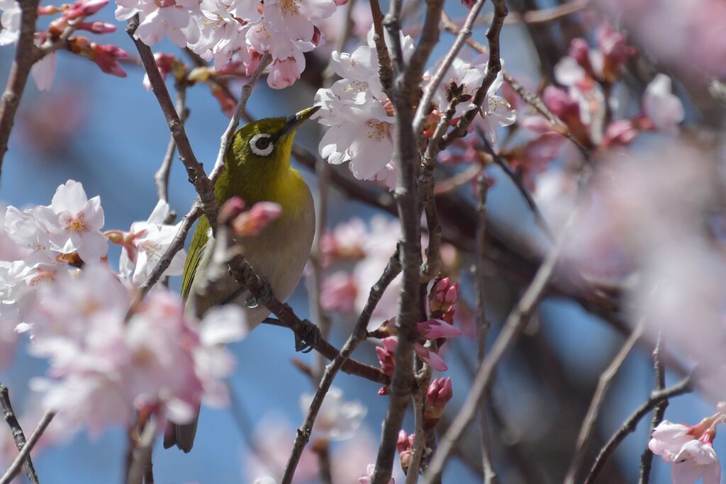 桜にメジロ　　DSC_1628