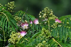 ネムノキの花咲く　　DSC_8758