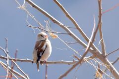 春の日差しの中で　DSC_7750