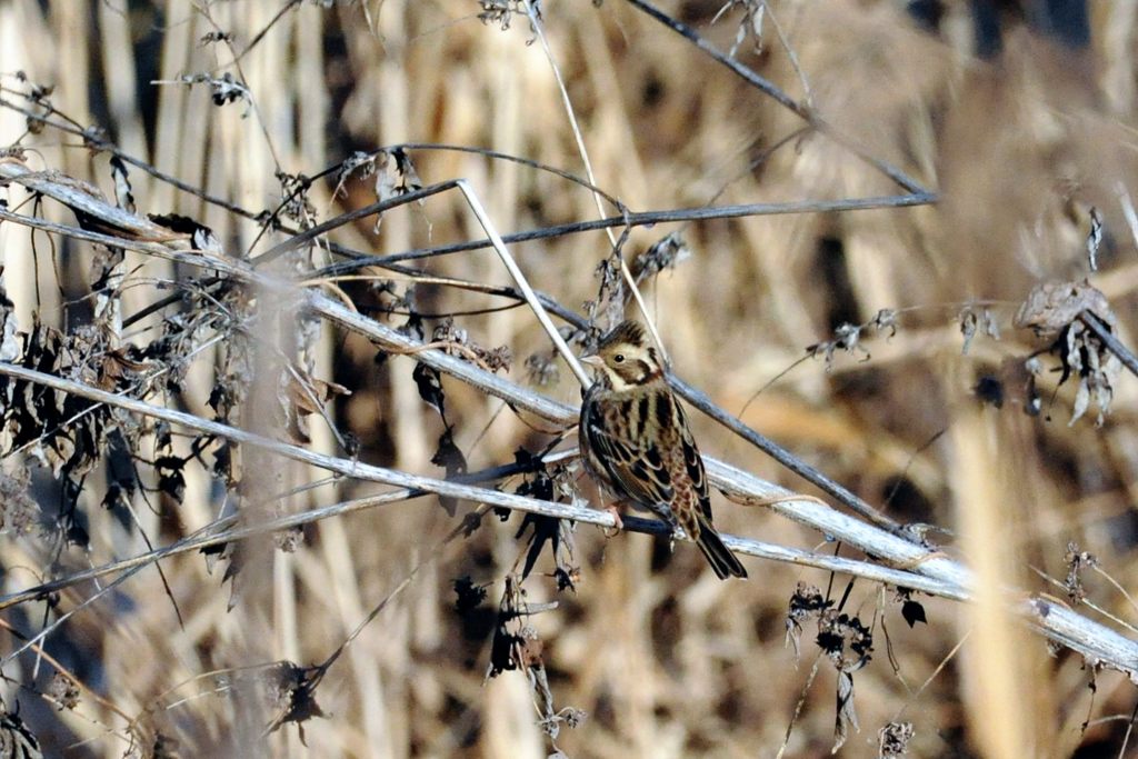 君はカシラダカ、それとも？　　 DSC_9021