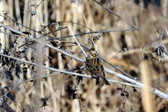 君はカシラダカ、それとも？　　 DSC_9021