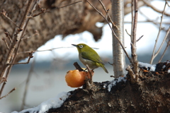 ヒヨさんたち、来ないかな？　DSC_2612