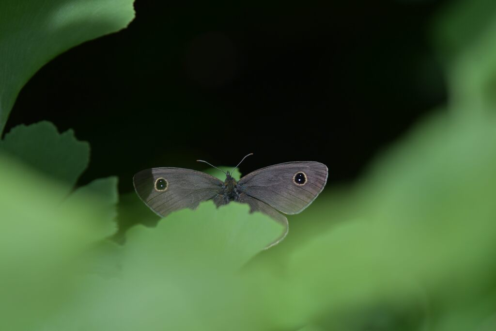 葉に隠れて　　DSC_3797