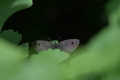 葉に隠れて　　DSC_3797