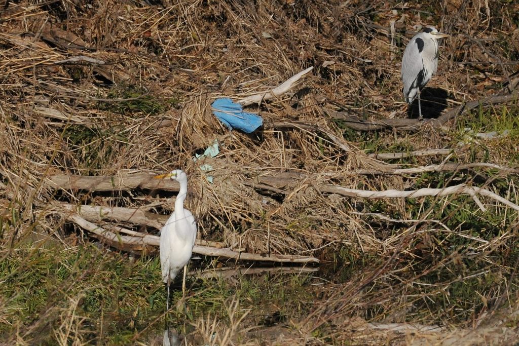 無関心　　  DSC_9111