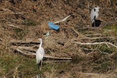 無関心　　  DSC_9111