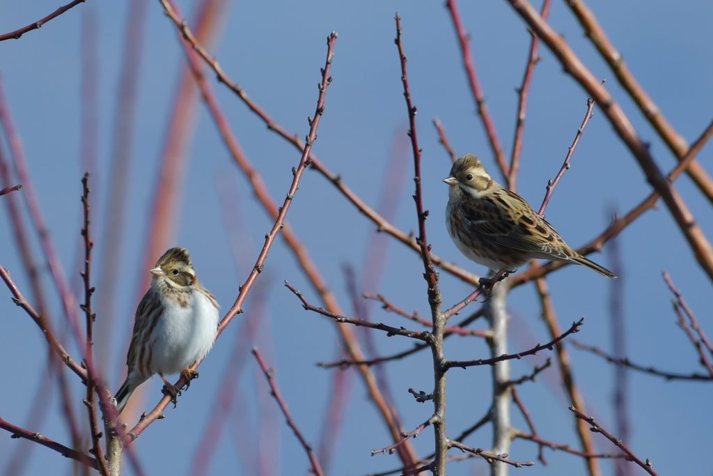 カシラダカ　DSC_4658