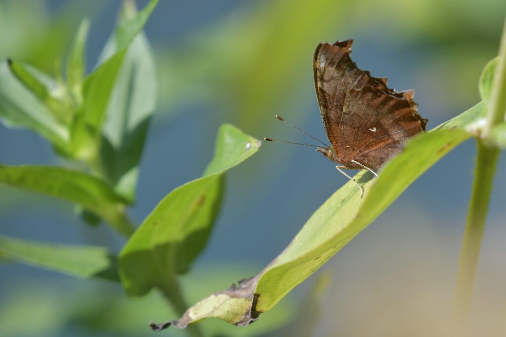 キタテハ　DSC_4004