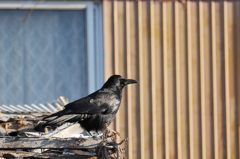 撮ってもいいぜ　　DSC_9341