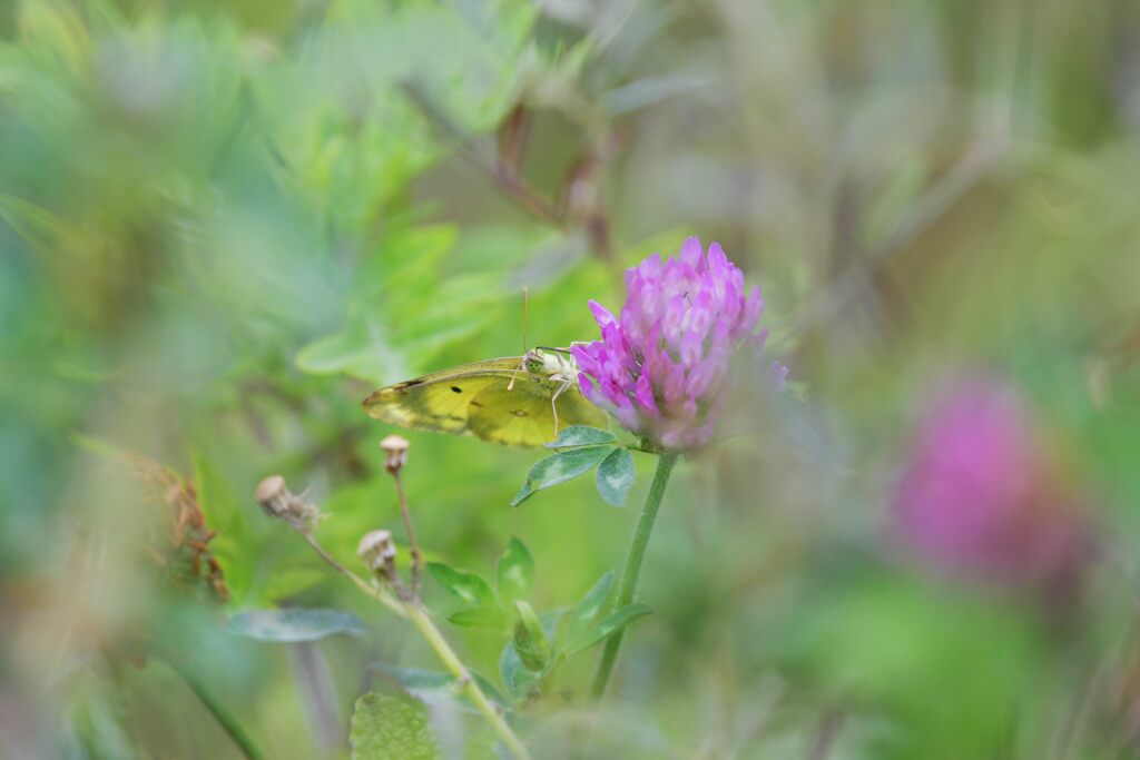 アカツメクサにモンキチョウ　DSC_0281