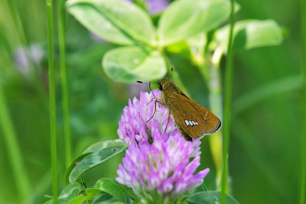 野の花にセセリチョウ　　DSC_7706