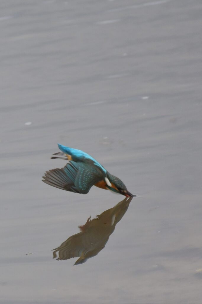 カワセミ　　DSC_5061