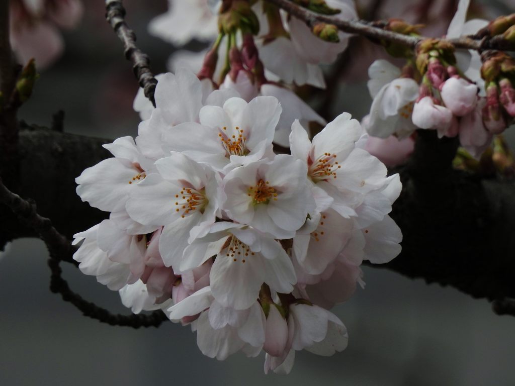 桜咲く　４　DSCN7308