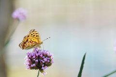 夢中・・・　DSC_7681