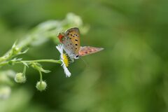 野の花にベニシジミ　2　DSC_5983