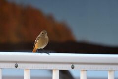 ちょこんと　　DSC_3854