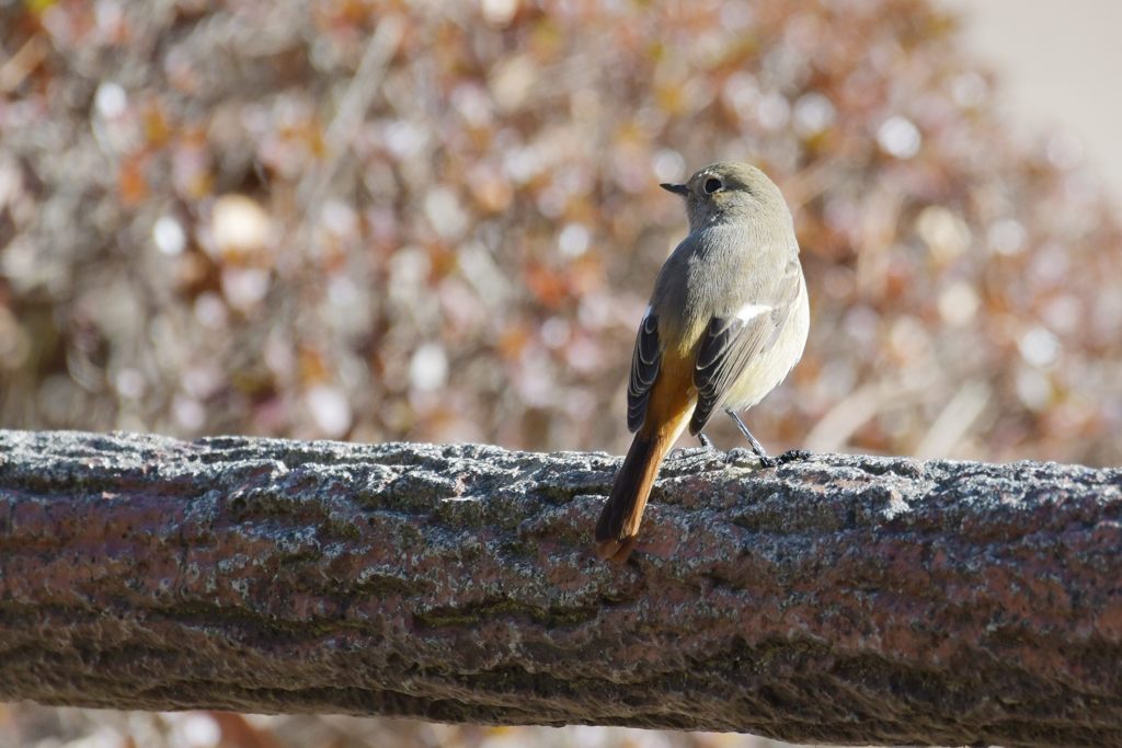公園のジョビ子　２　DSC_5147