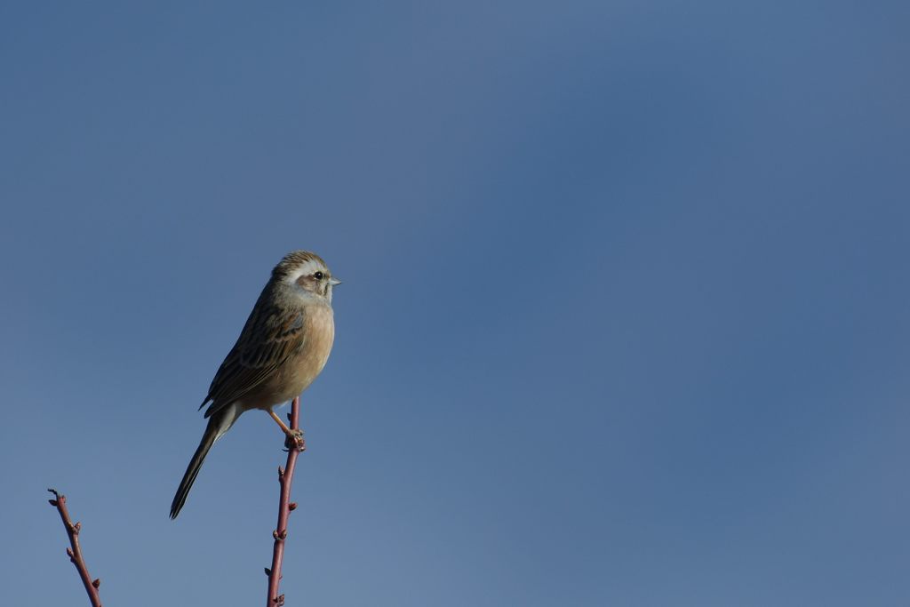 ホオジロ　DSC_4623
