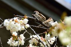 ウコンザクラと一緒に　DSC_4709