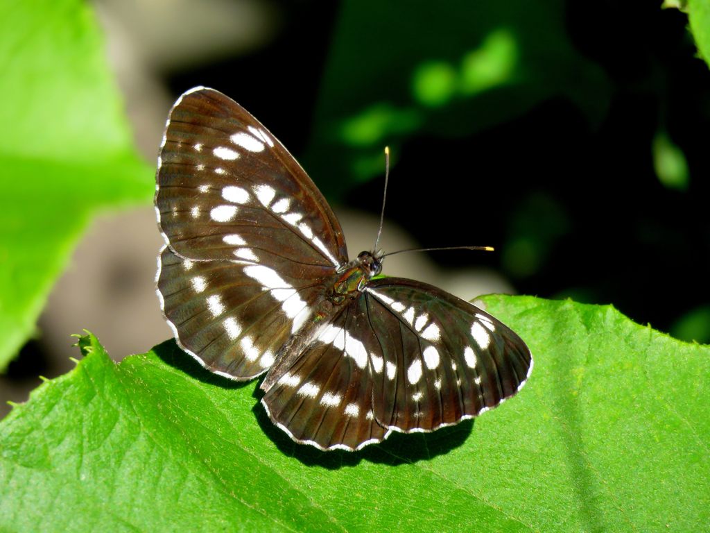 寒いので日向ぼっこ　IMG_1090