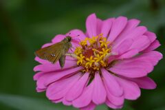 ピンクのテーブルにようこそ　　DSC_1814