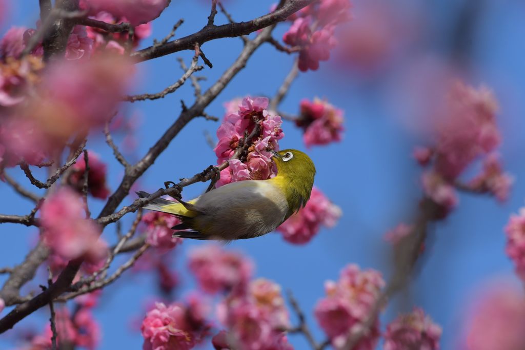 青空梅ジロー　DSC_8386