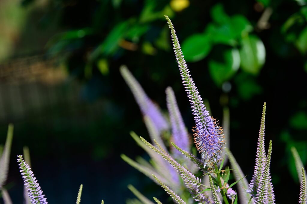 クガイソウ　１　DSC_5713