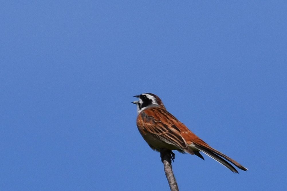 ホオジロ　　DSC_2650