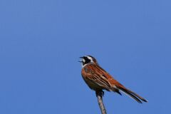 ホオジロ　　DSC_2650