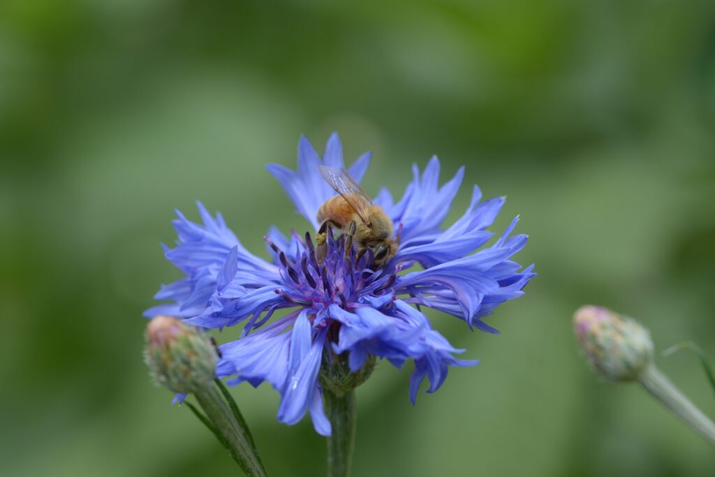 青に魅せられて　　DSC_0528