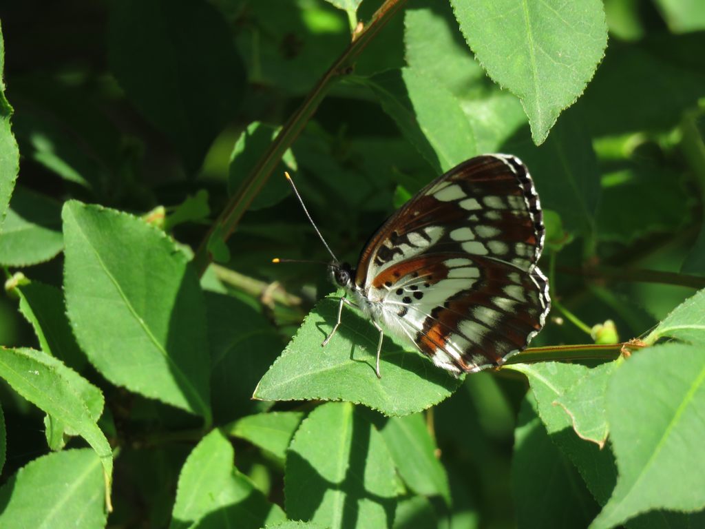 裏も見せてくれてありがとう　IMG_1013